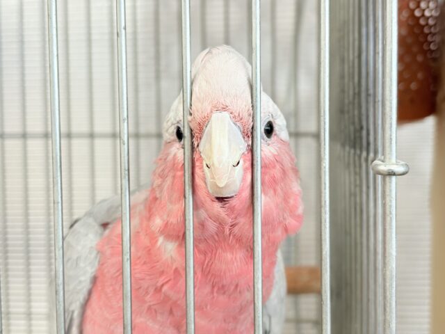 モモイロインコ