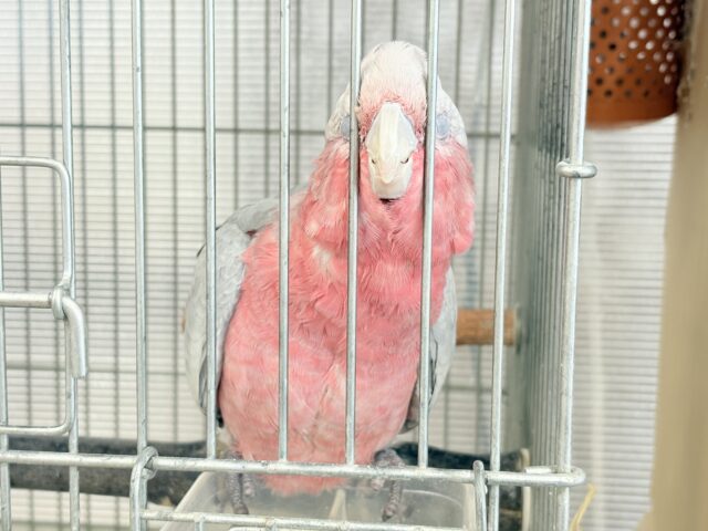モモイロインコ