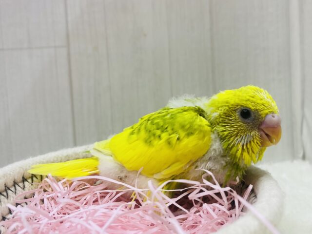 セキセイインコ
