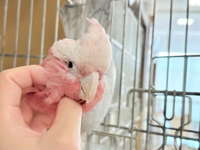 モモイロインコ