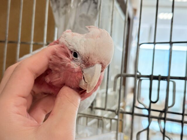 モモイロインコ