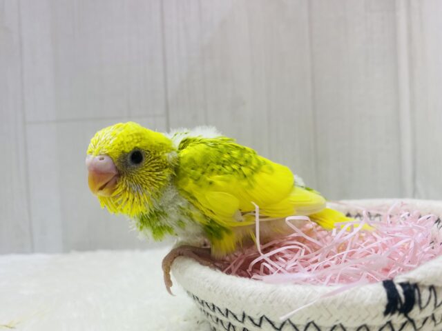 セキセイインコ