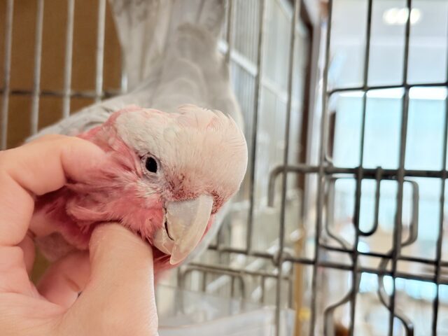 モモイロインコ