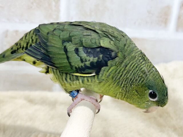 サザナミインコ