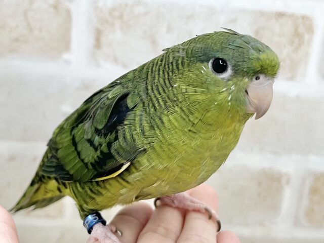 サザナミインコ
