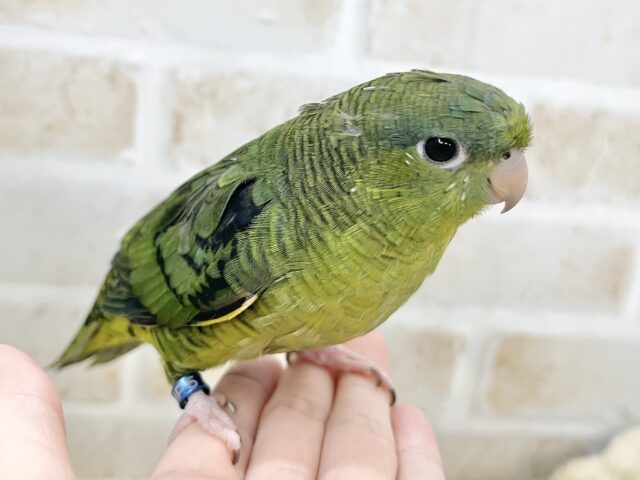 サザナミインコ