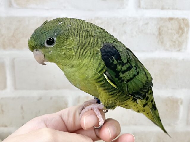サザナミインコ
