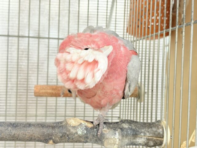 モモイロインコ