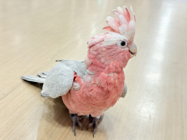 モモイロインコ