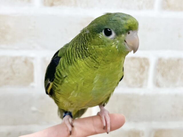 サザナミインコ