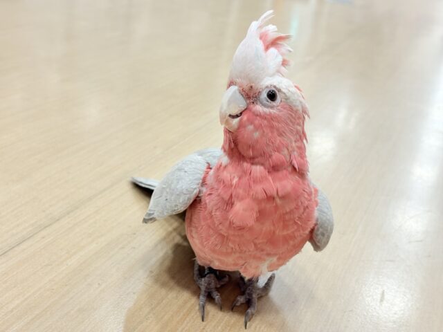 モモイロインコ