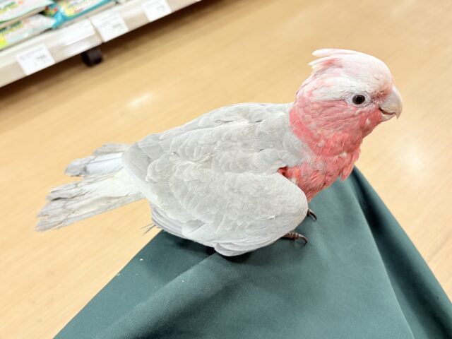 モモイロインコ