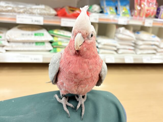 モモイロインコ