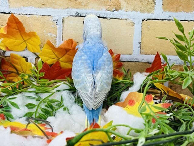 セキセイインコ