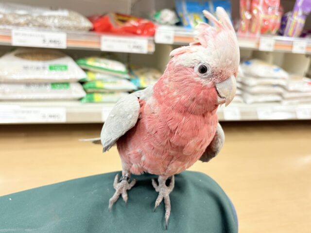 モモイロインコ