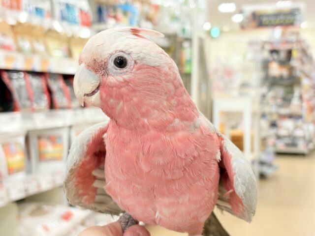 モモイロインコ