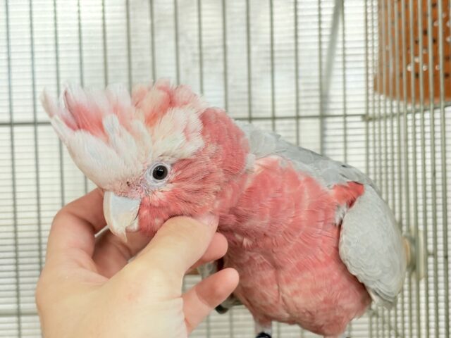 モモイロインコ