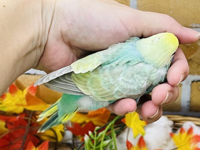 セキセイインコ