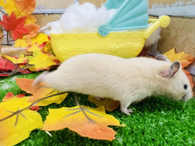 ゴールデンハムスター