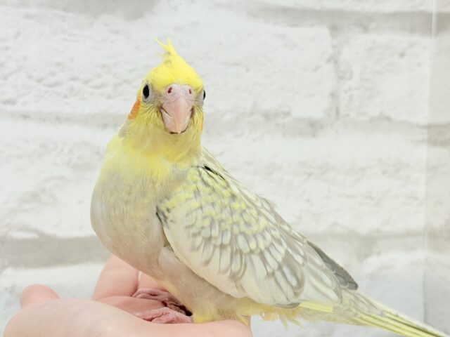 オカメインコ