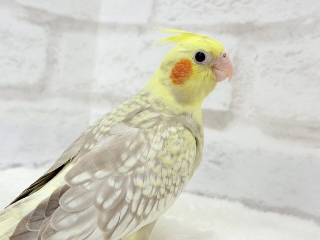 オカメインコ