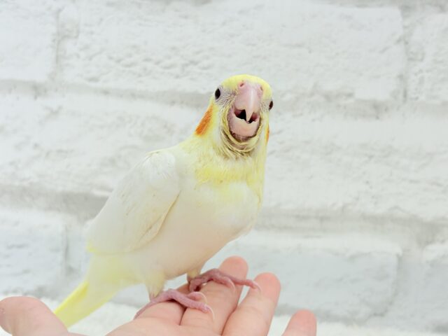 オカメインコ