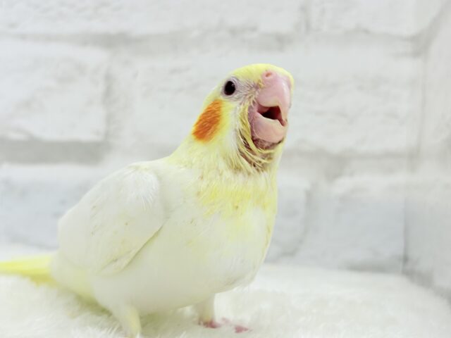 オカメインコ