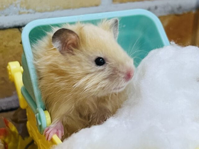 ゴールデンハムスター