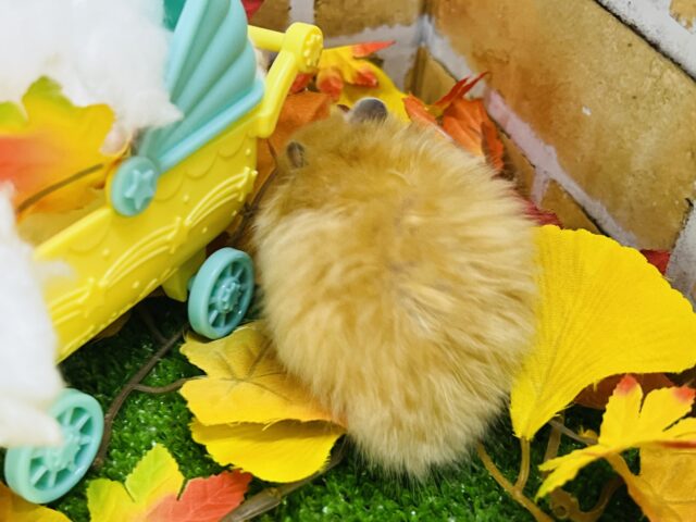 ゴールデンハムスター