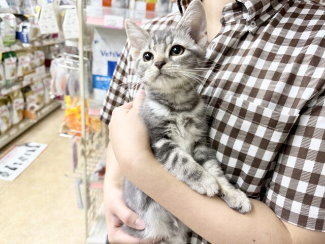 アメリカンショートヘア