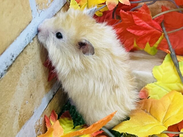 ゴールデンハムスター