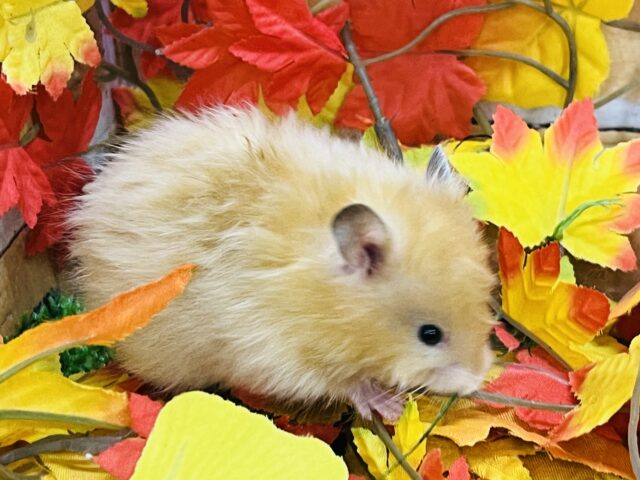ゴールデンハムスター