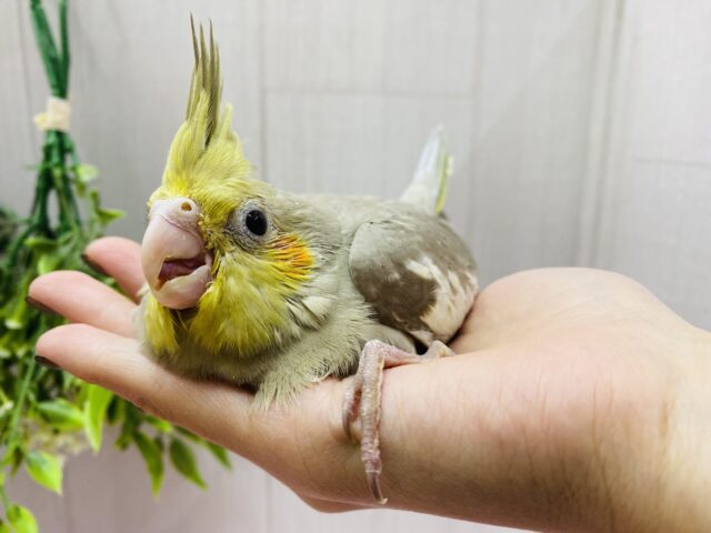 オカメインコ