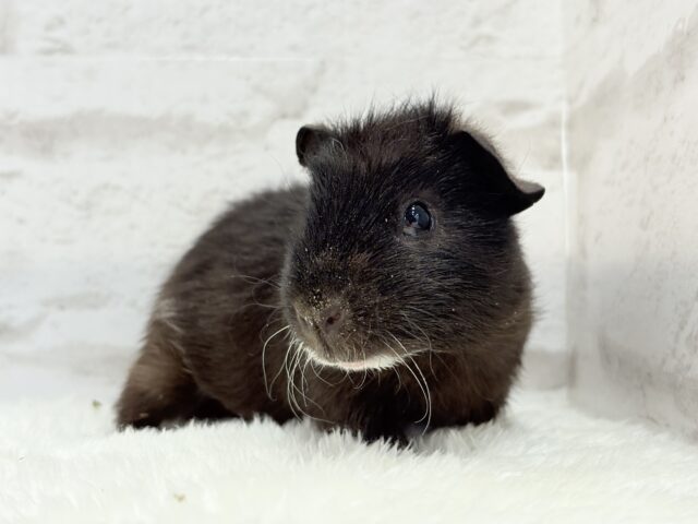 テディモルモット