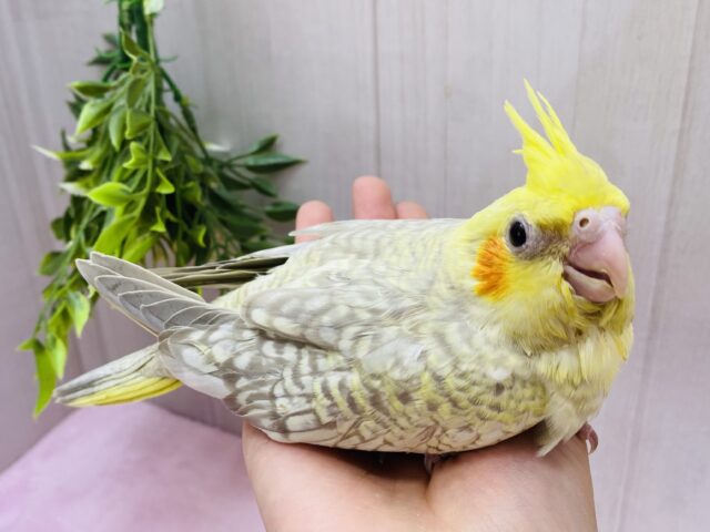 オカメインコ