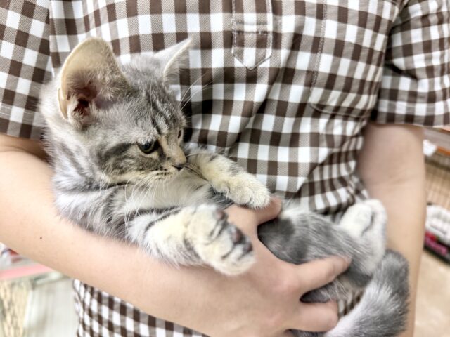 アメリカンショートヘア