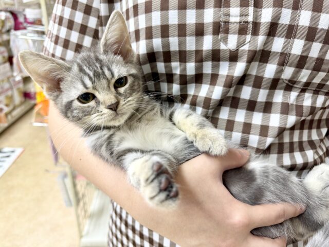 アメリカンショートヘア