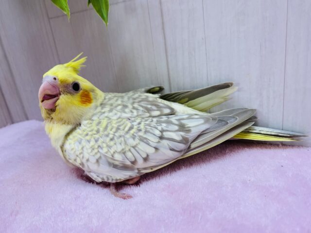 オカメインコ