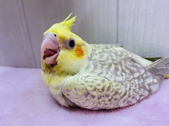 オカメインコ