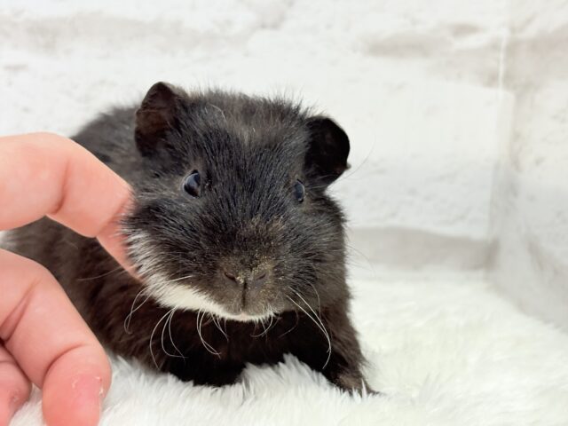 テディモルモット