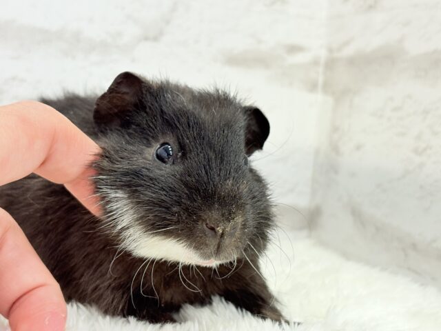 テディモルモット