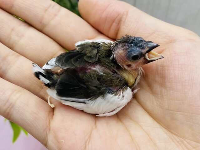 十姉妹（ジュウシマツ）