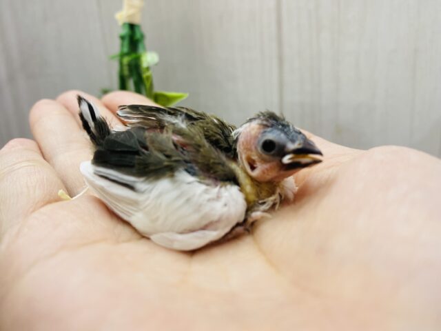 十姉妹（ジュウシマツ）