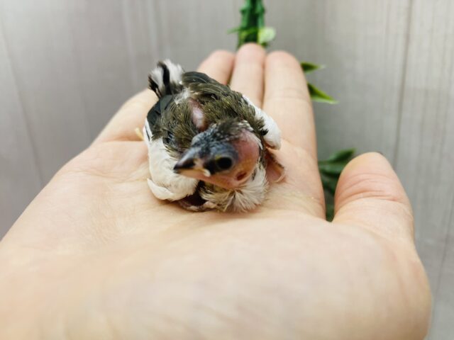 十姉妹（ジュウシマツ）