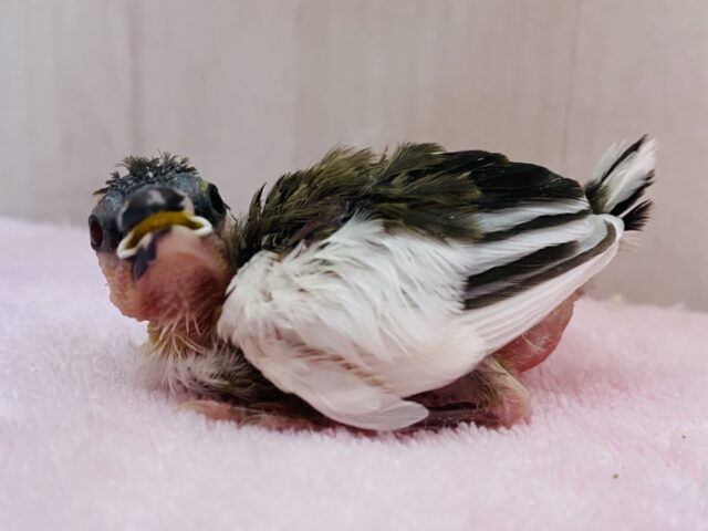 十姉妹（ジュウシマツ）