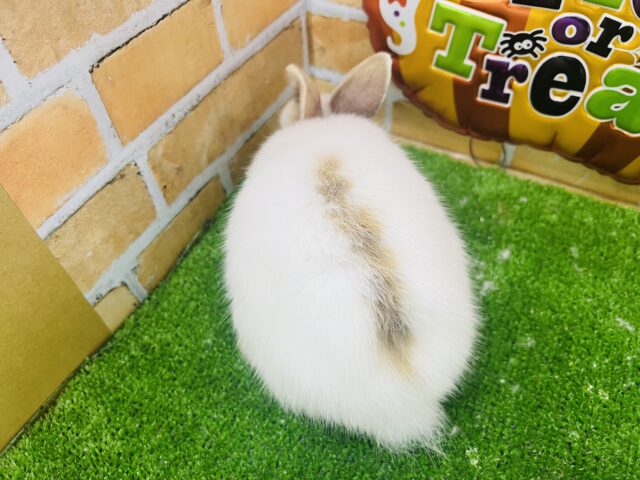 2つの顔🎭♡優しいカラーのネザーランドドワーフラビットの女の子♡ ネザーランドドワーフ