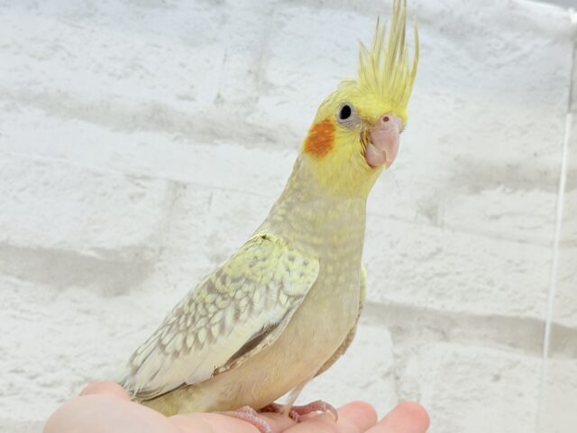 オカメインコ