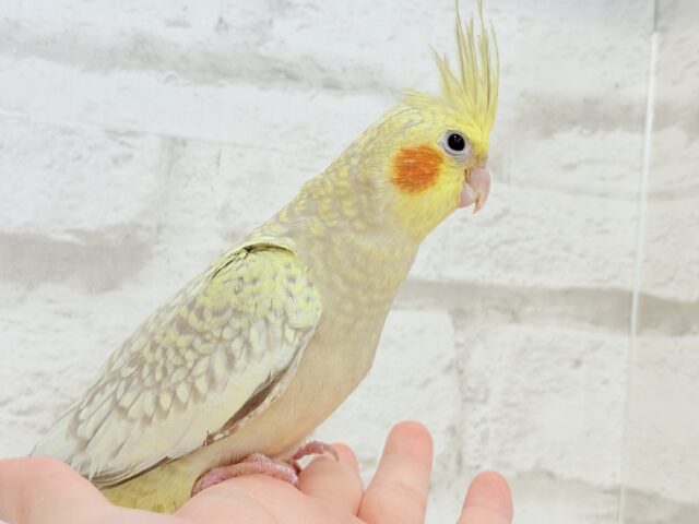 オカメインコ