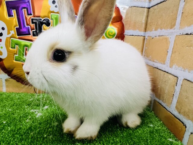 ネザーランドドワーフ