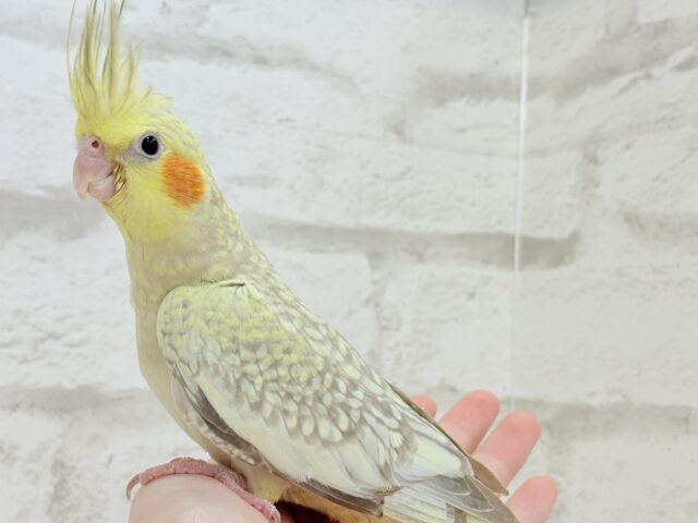 オカメインコ